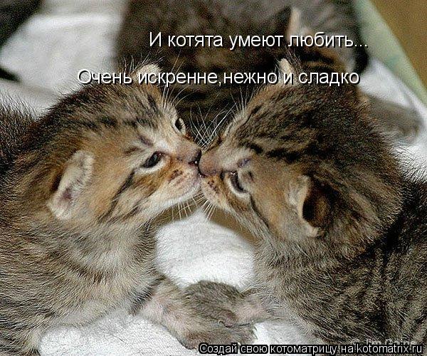 Котоматрица: И котята умеют любить... Очень искренне,нежно и сладко