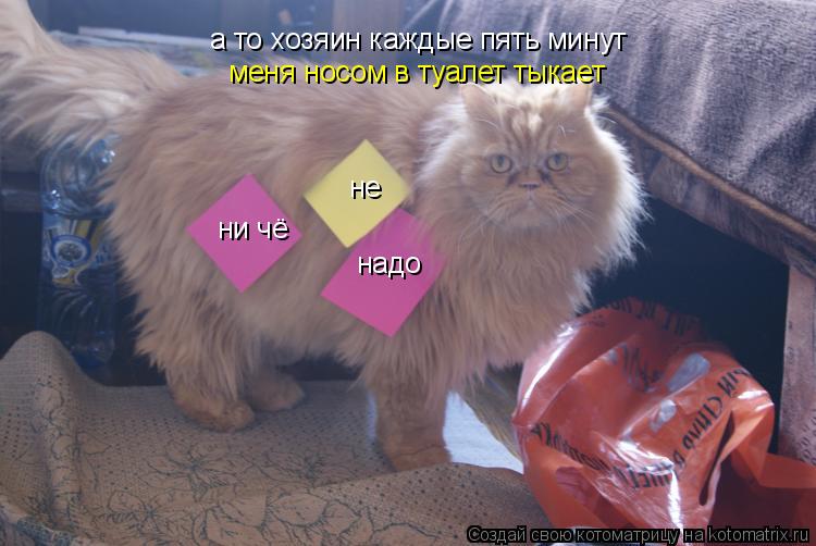 ни чё не надо а то хозяин каждые пять минут меня носом в туалет тыкает... Котоматрица: ни чё не надо а то хозяин каждые пять минут меня носом в туалет тыкает