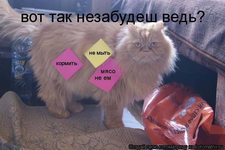 Котоматрица: вот так незабудеш ведь? кормить не мыть мясо не ем