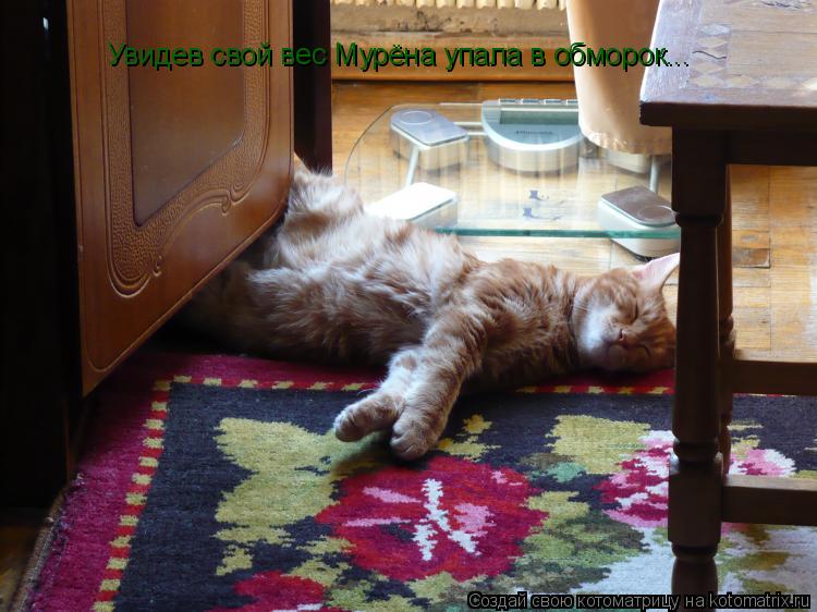 Увидев свой вес Мурёна упала в обморок...... Котоматрица: Увидев свой вес Мурёна упала в обморок...