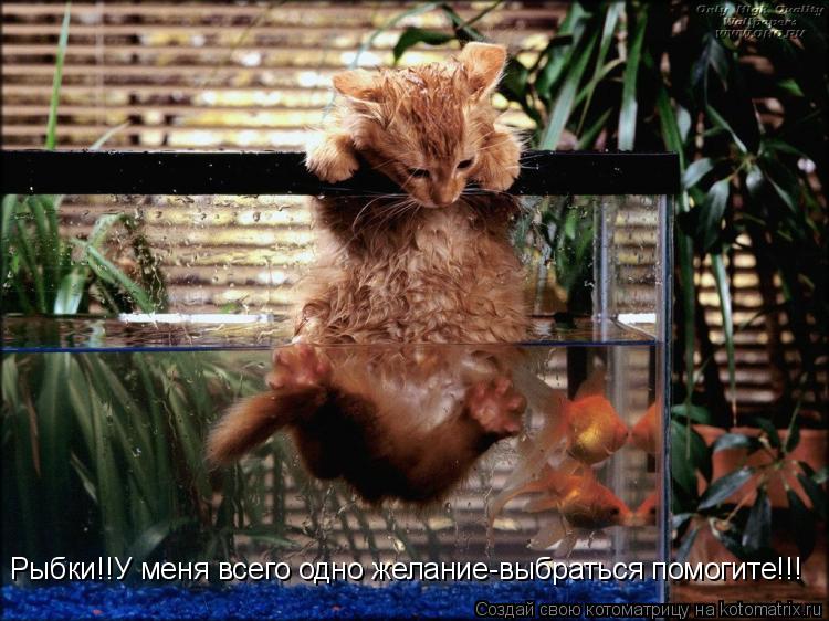 Рыбки!!У меня всего одно желание-выбраться помогите!!!... Котоматрица: Рыбки!!У меня всего одно желание-выбраться помогите!!!