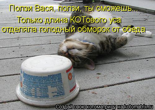 отделяла голодный обморок от обеда Только длина КОТового уса Ползи Вася, ползи, ты сможешь...... Котоматрица: отделяла голодный обморок от обеда Только длина КОТового уса Ползи Вася, ползи, ты сможешь...
