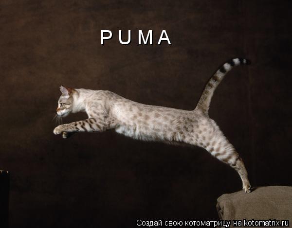 P U M A... Котоматрица: P U M A