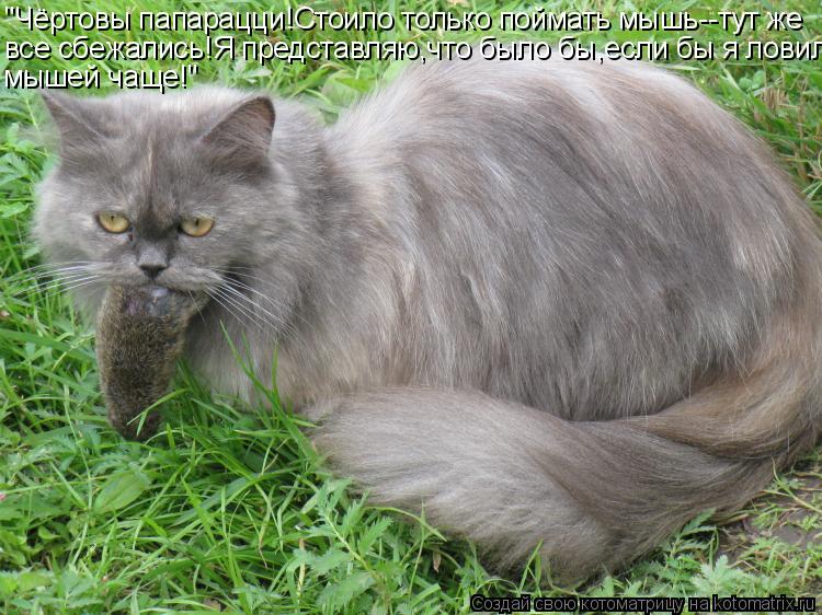 "Чёртовы папарацци!Стоило только поймать мышь--тут же все сбежались!Я представляю,что было бы,если бы... Котоматрица: "Чёртовы папарацци!Стоило только поймать мышь--тут же все сбежались!Я представляю,что было бы,если бы я ловил мышей чаще!"