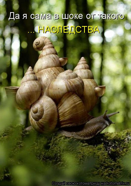 Котоматрица: Да я сама в шоке от такого   ... НАСЛЕДСТВА