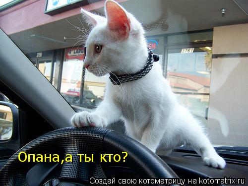 Котоматрица: Опана,а ты кто?