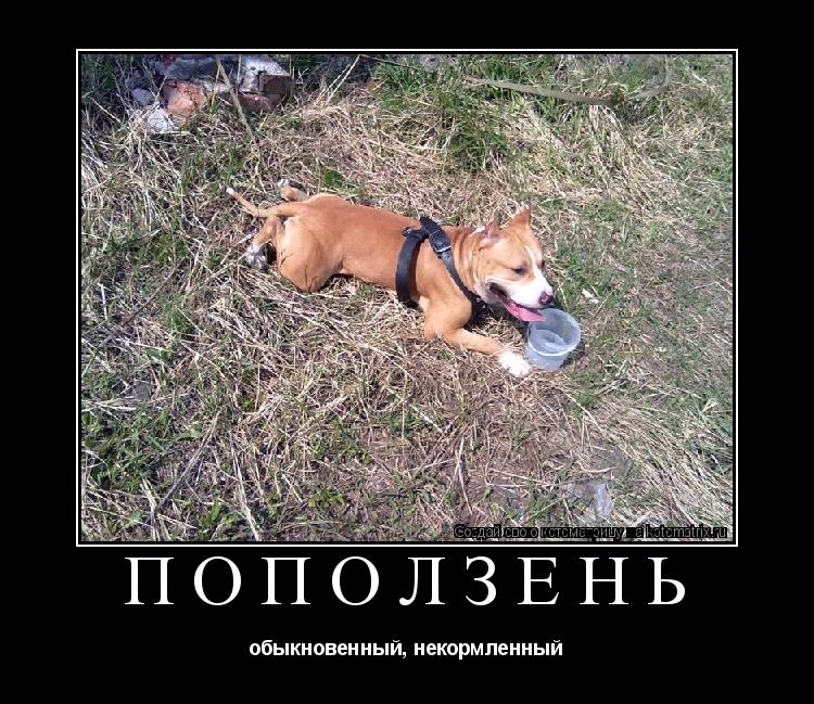 Котоматрица: ПОПОЛЗЕНЬ обыкновенный, некормленный