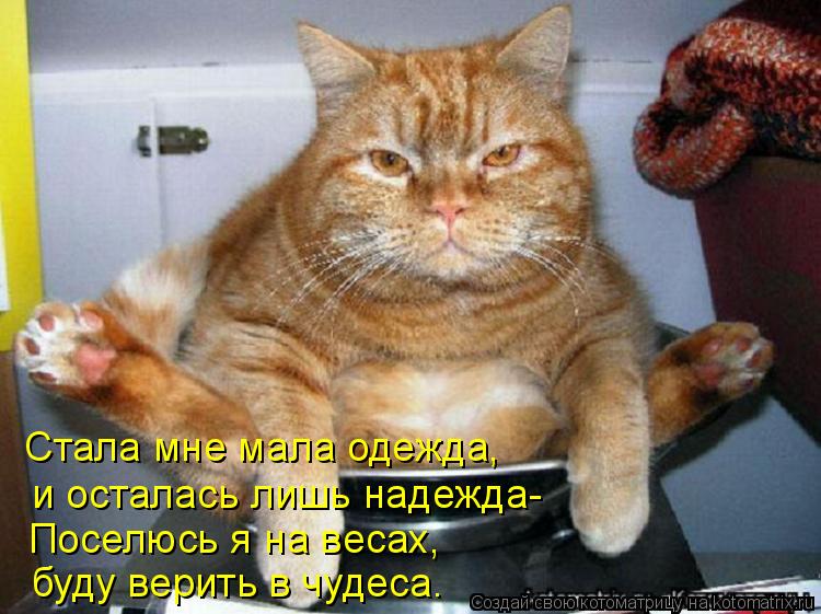 Котоматрица: Поселюсь я на весах,  буду верить в чудеса. Стала мне мала одежда, и осталась лишь надежда-
