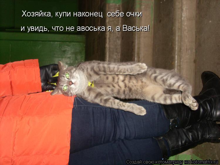 Котоматрица: Хозяйка, купи наконец  себе очки и увидь, что не авоська я, а Васька!
