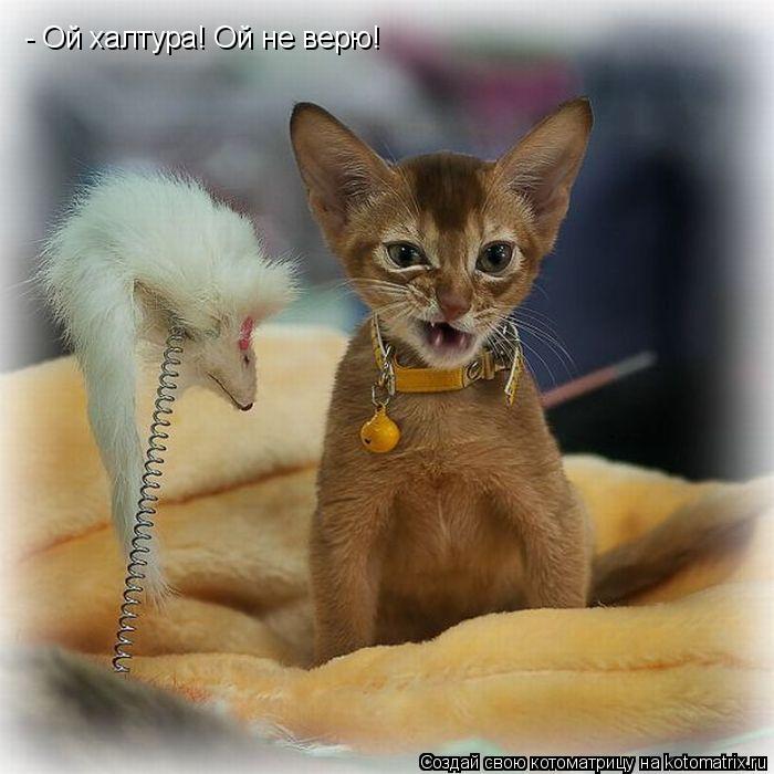 - Ой халтура! Ой не верю!... Котоматрица: - Ой халтура! Ой не верю!