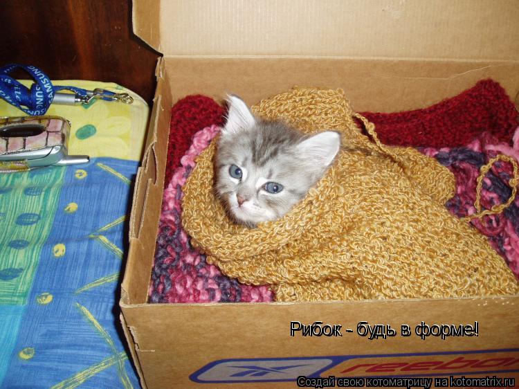 Рибок - будь в форме! Рибок - будь в форме!... Котоматрица: Рибок - будь в форме! Рибок - будь в форме!