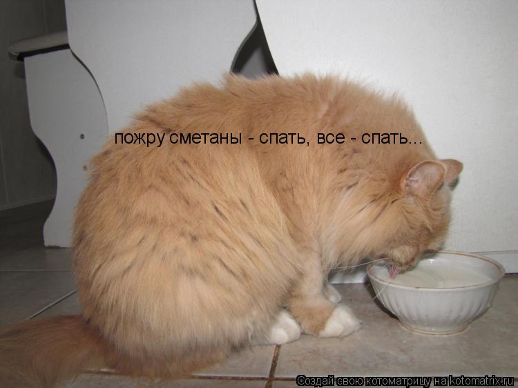 пожру сметаны - спать, все - спать...... Котоматрица: пожру сметаны - спать, все - спать...