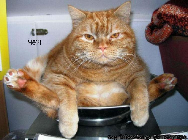 Чё?!... Котоматрица: Чё?!