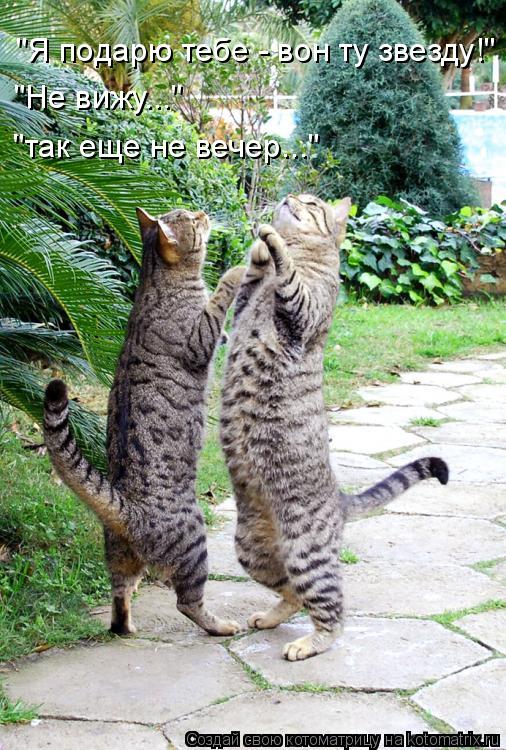 "Я подарю тебе - вон ту звезду!" "Не вижу..." "так еще не вечер..."... Котоматрица: "Я подарю тебе - вон ту звезду!" "Не вижу..." "так еще не вечер..."