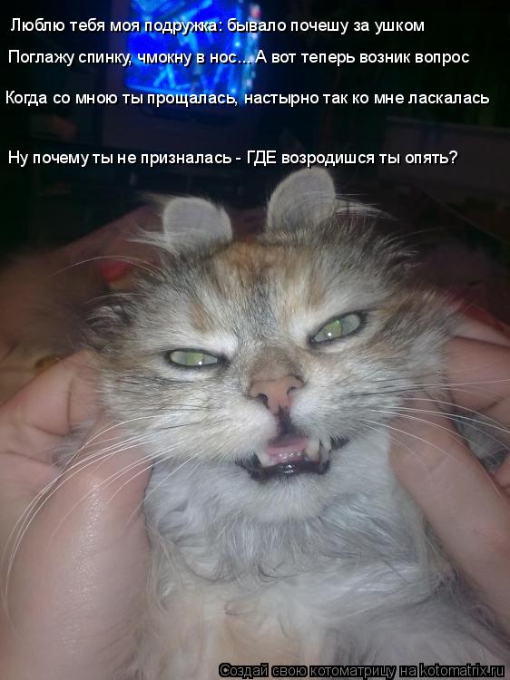 Люблю тебя моя подружка: бывало почешу за ушком Поглажу спинку, чмокну в нос... А вот теперь возник в... Котоматрица: Люблю тебя моя подружка: бывало почешу за ушком Поглажу спинку, чмокну в нос... А вот теперь возник вопрос Когда со мною ты прощалась, настырн