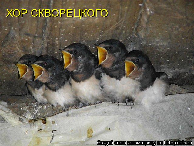 Котоматрица: ХОР СКВОРЕЦКОГО