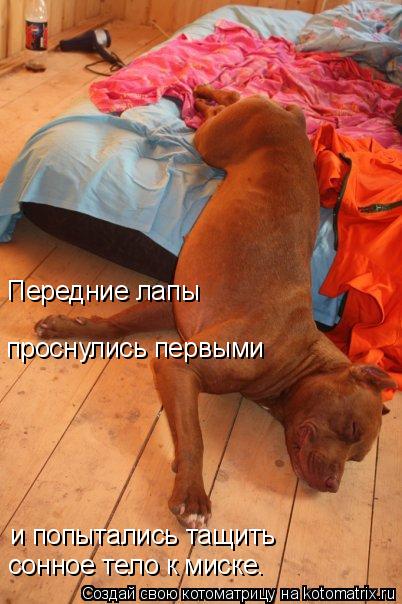 Котоматрица: Передние лапы  проснулись первыми  и попытались тащить  сонное тело к миске.