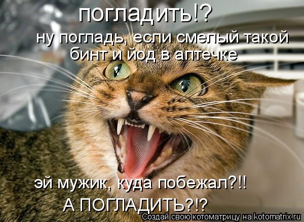 погладить!? ну погладь, если смелый такой бинт и йод в аптечке эй мужик, куда побежал?!! А ПОГЛАДИТЬ?... Котоматрица: погладить!? ну погладь, если смелый такой бинт и йод в аптечке эй мужик, куда побежал?!! А ПОГЛАДИТЬ?!?