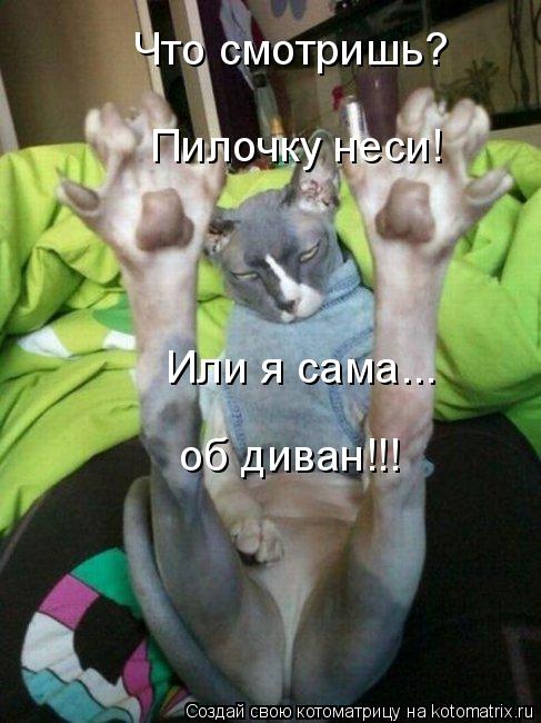 Что смотришь? Пилочку неси! Или я сама... об диван!!!... Котоматрица: Что смотришь? Пилочку неси! Или я сама... об диван!!!