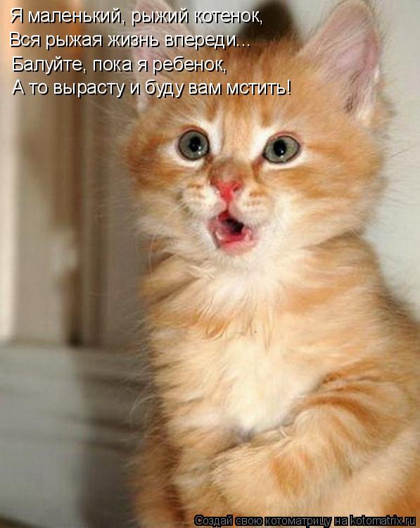 Котоматрица: Я маленький, рыжий котенок, Балуйте, пока я ребенок, Вся рыжая жизнь впереди... А то вырасту и буду вам мстить!
