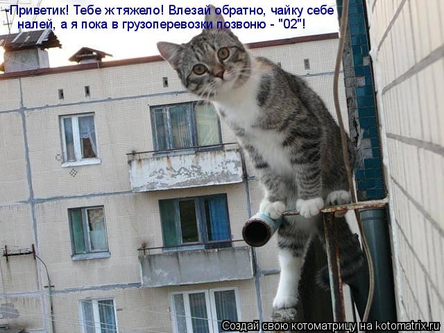 Котоматрица: -Приветик! Тебе ж тяжело! Влезай обратно, чайку себе  налей, а я пока в грузоперевозки позвоню - "02"!