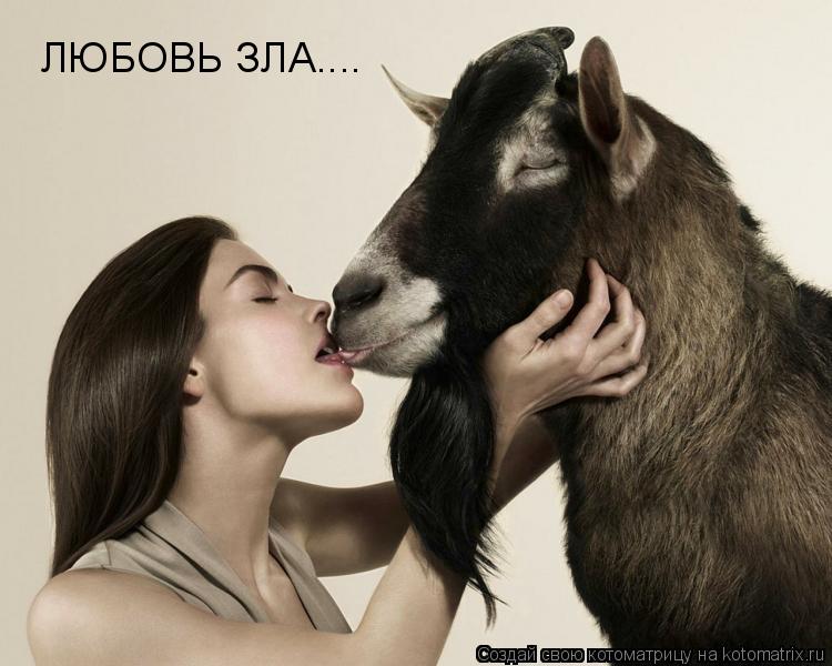 Котоматрица: ЛЮБОВЬ ЗЛА....
