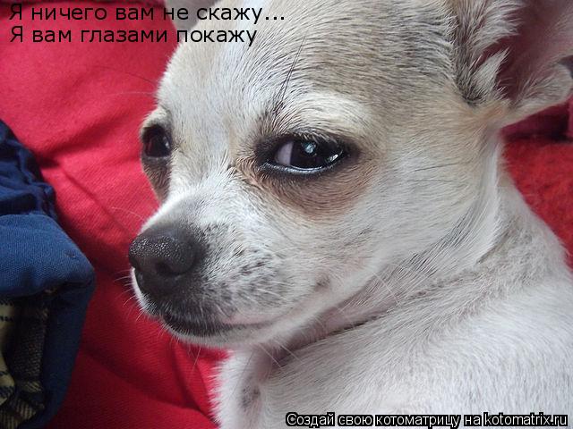 Котоматрица: Я вам глазами покажу Я ничего вам не скажу...
