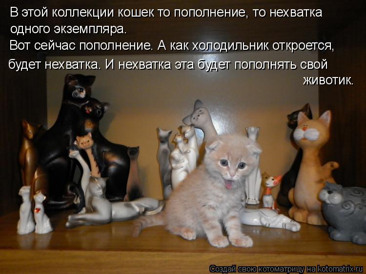 Котоматрица: В этой коллекции кошек то пополнение, то нехватка одного экземпляра.  Вот сейчас пополнение. А как холодильник откроется,  будет нехватка. И 