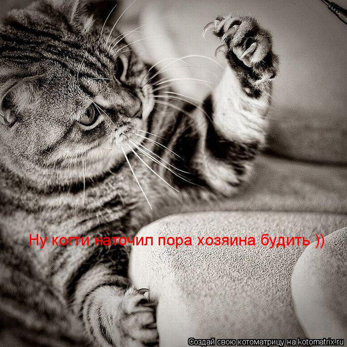 Котоматрица: Ну когти наточил пора хозяина будить ))