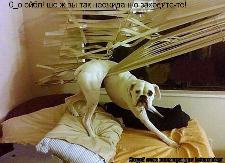 Котоматрица: 0_о ойбл! шо ж вы так неожиданно заходите-то!