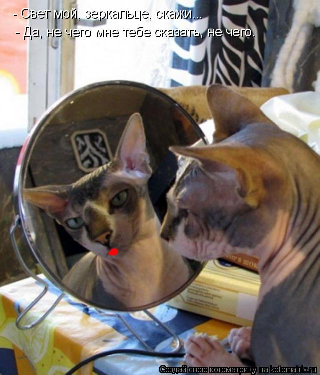 Котоматрица: - Свет мой, зеркальце, скажи... - Да, не чего мне тебе сказать, не чего.