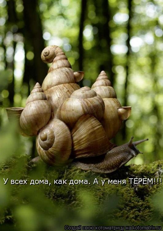 У всех дома, как дома. А у меня ТЕРЕМ!!!... Котоматрица: У всех дома, как дома. А у меня ТЕРЕМ!!!