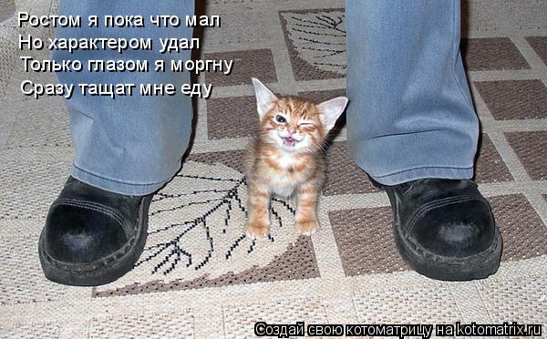 Котоматрица: Ростом я пока что мал Но характером удал Только глазом я моргну Сразу тащат мне еду