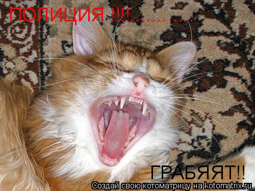 Котоматрица: ПОЛИЦИЯ !!!!............ ГРАБЯЯТ!!