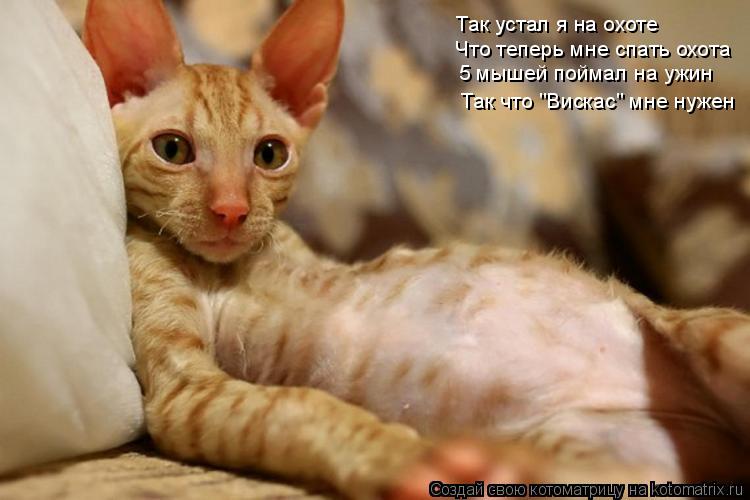 Котоматрица: Так устал я на охоте Что теперь мне спать охота 5 мышей поймал на ужин Так что "Вискас" мне нужен