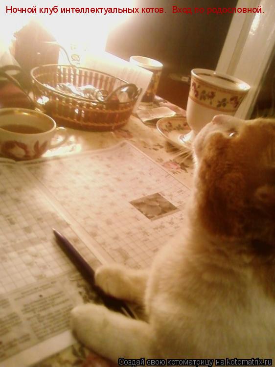 Котоматрица: Ночной клуб интеллектуальных котов.  Вход по родословной.