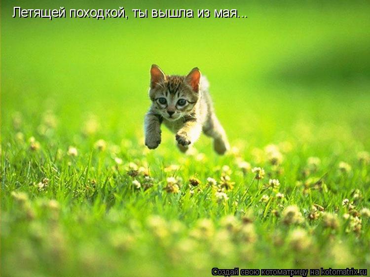 Летящей походкой, ты вышла из мая...... Котоматрица: Летящей походкой, ты вышла из мая...