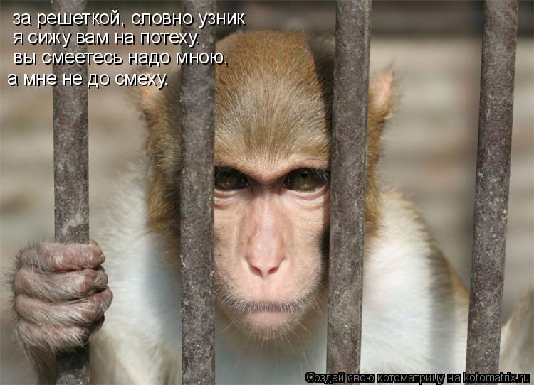 Котоматрица: за решеткой, словно узник я сижу вам на потеху. вы смеетесь надо мною, а мне не до смеху.