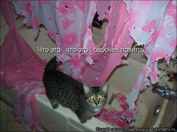 Котоматрица: Что это...что это...бабочек ловила!