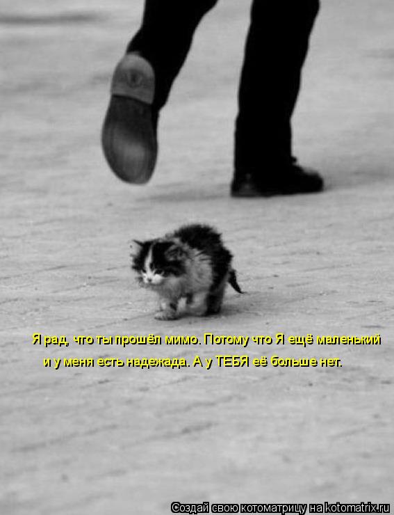 Котоматрица: Я рад, что ты прошёл мимо. Потому что Я ещё маленький  и у меня есть надежада. А у ТЕБЯ её больше нет.