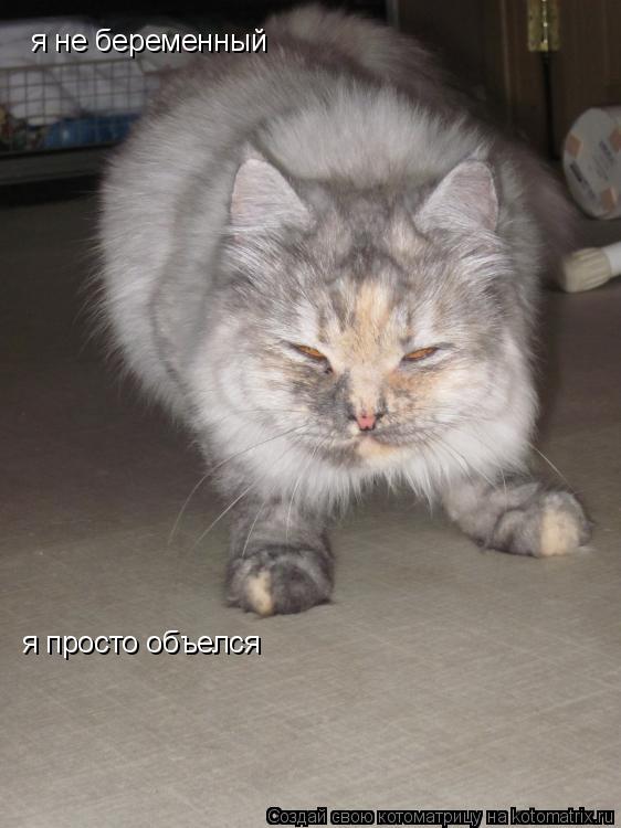 Котоматрица: я не беременный я просто объелся