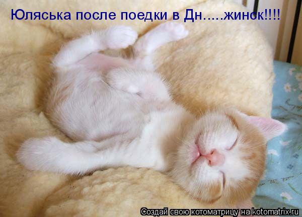 Котоматрица: Юляська после поедки в Дн.....жинск!!!!