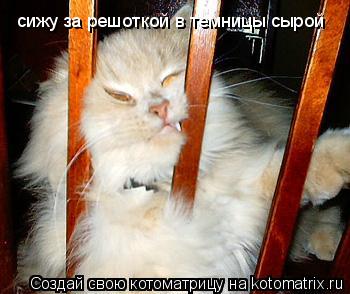 Котоматрица: сижу за решоткой в темницы сырой