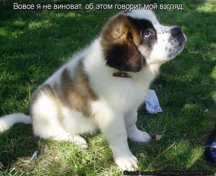 Котоматрица: Вовсе я не виноват, об этом говорит мой взгляд.