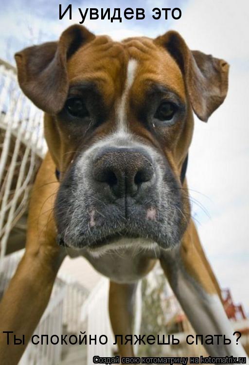 Котоматрица: И увидев это Ты спокойно ляжешь спать?