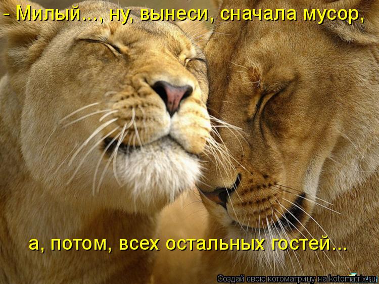 Котоматрица: - Милый..., ну, вынеси, сначала мусор,  а, потом, всех остальных гостей...