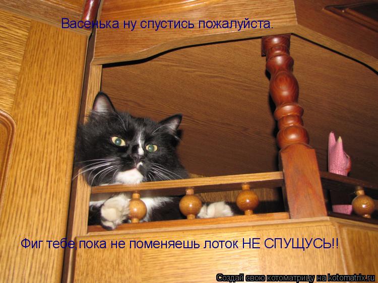 Котоматрица: Васенька ну спустись пожалуйста. Фиг тебе,пока не поменяешь лоток НЕ СПУЩУСЬ!!