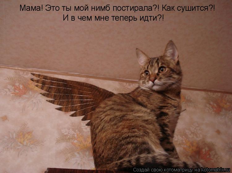 Котоматрица: Мама! Это ты мой нимб постирала?! Как сушится?! И в чем мне теперь идти?!