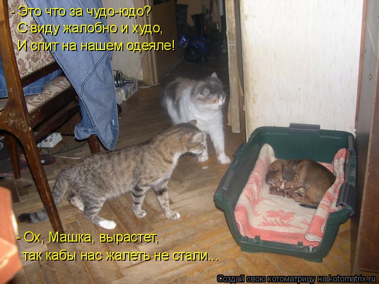 - Это что за чудо-юдо? С виду жалобно и худо, И спит на нашем одеяле! - Ох, Машка, вырастет, так кабы... Котоматрица: - Это что за чудо-юдо? С виду жалобно и худо, И спит на нашем одеяле! - Ох, Машка, вырастет, так кабы нас жалеть не стали...