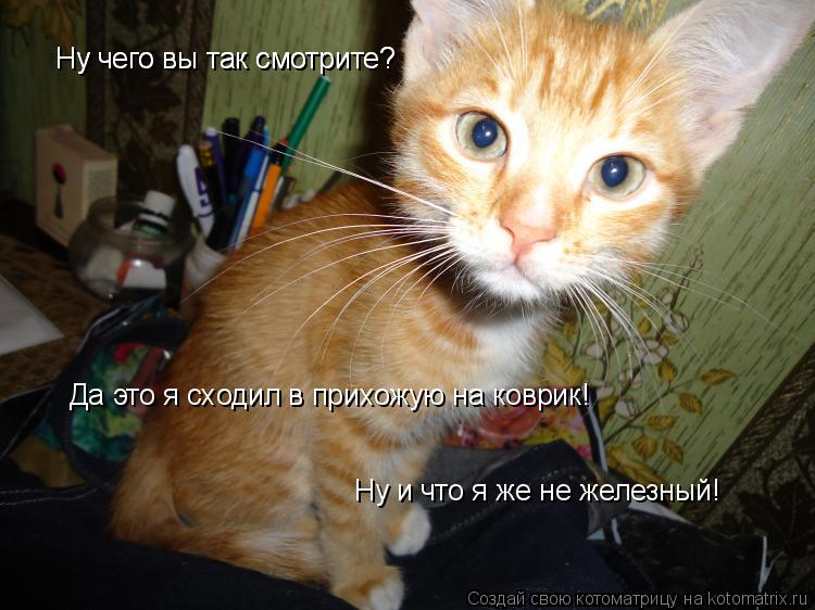 Котоматрица: Ну чего вы так смотрите? Ну чего вы так смотрите? Да это я сходил в прихожую на коврик!  Ну и что я же не железный!